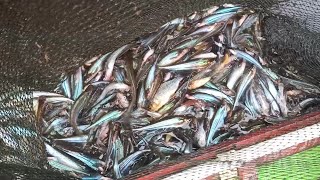 Lagi dan Lagi!!! Panen Raya Ikan Lais...