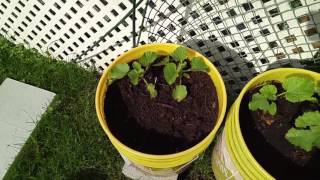 Flowering Cantaloupe and Potatoes (Feeding with Compost Tea)