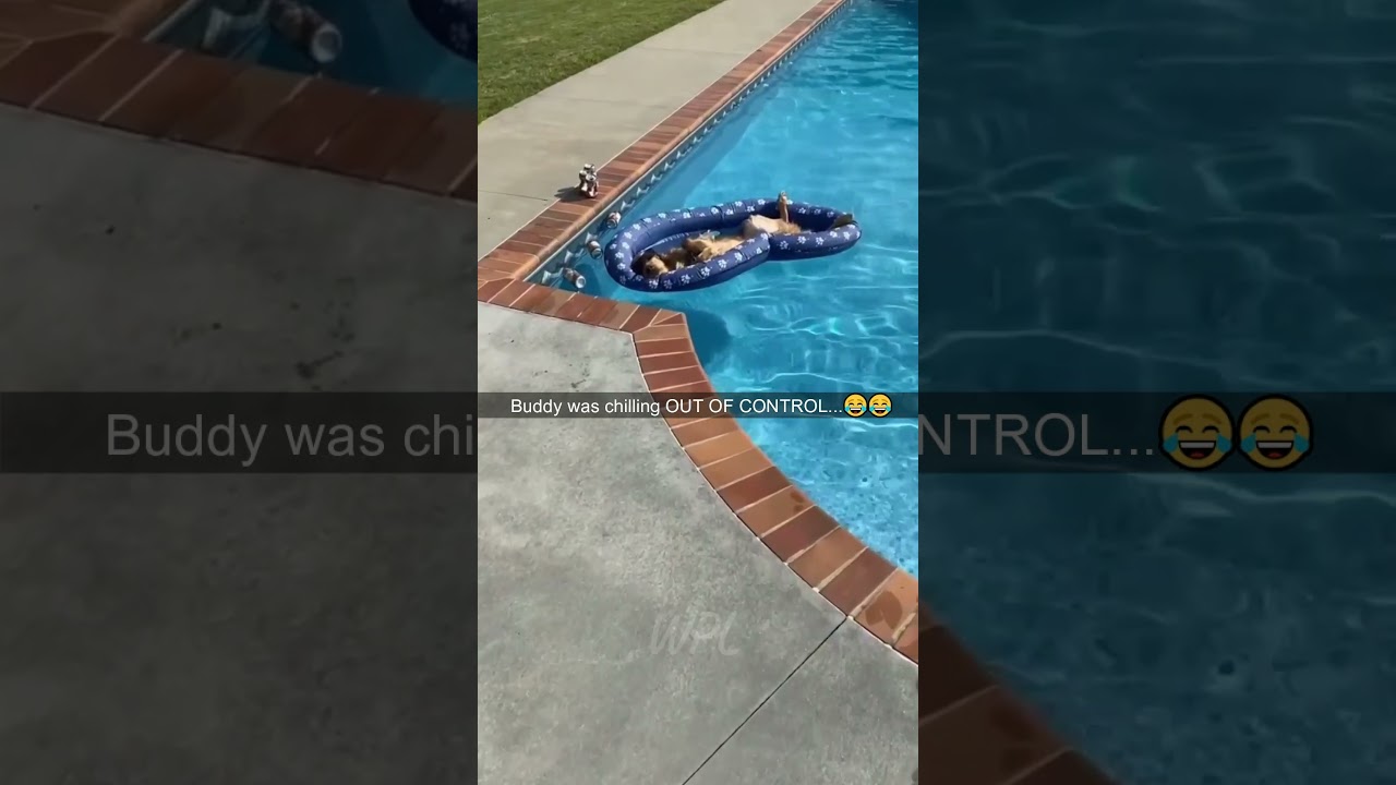 Best Of 😍 Whimsical Pets Life 😂 2023 - Part 7 