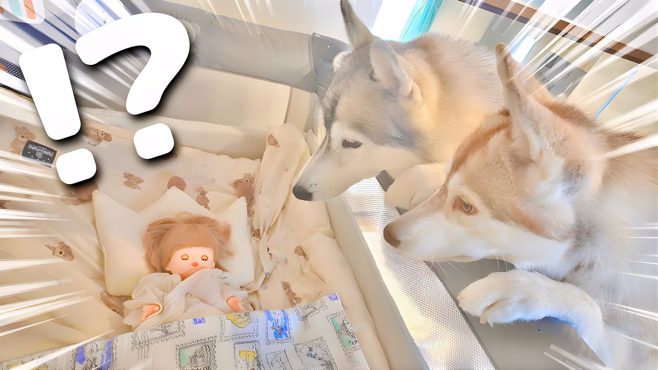 赤ちゃんを人形にすり替えたら愛犬は気付くのか検証してみたら...
