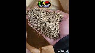 Cumin Seeds. Comino Seeds. Jeera. schizocarps. Cuminum cyminum. Origin of Asia, Africa, and Europe