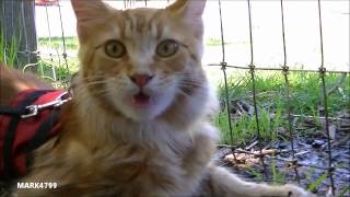 Maine Coon cat chattering at chickens by Mark4799 6,757 views 12 years ago 32 seconds