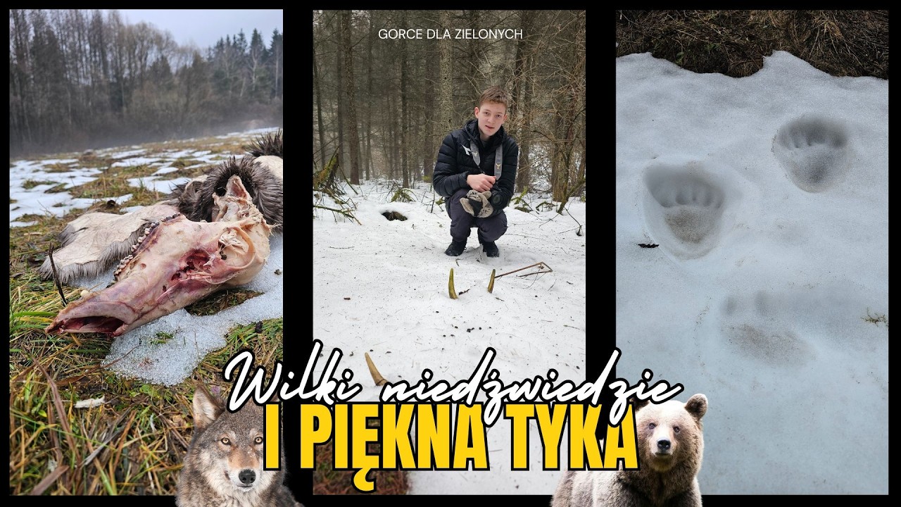 Mamy to !!!!!!! Po 139 kilometrach w terenie. #zrzuty2026 #poroże #zrzuty