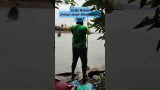 Strike Babon Jeritan Senar Membahana Guys mancing batam fishing mancingmania ikan batam