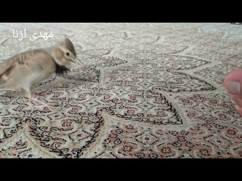 طرقه مست دیونه مهدی ازنا 