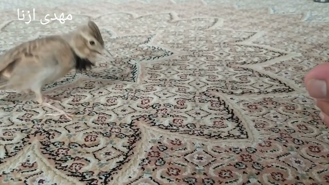 طرقه مست دیونه .مهدی ازنا