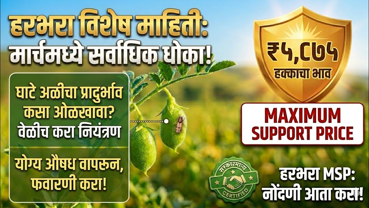 हरभरा उत्पादकांसाठी मोठी बातमी! ₹५,८७५ हमीभाव नोंदणी सुरू | असा मिळवा जास्तीचा फायदा