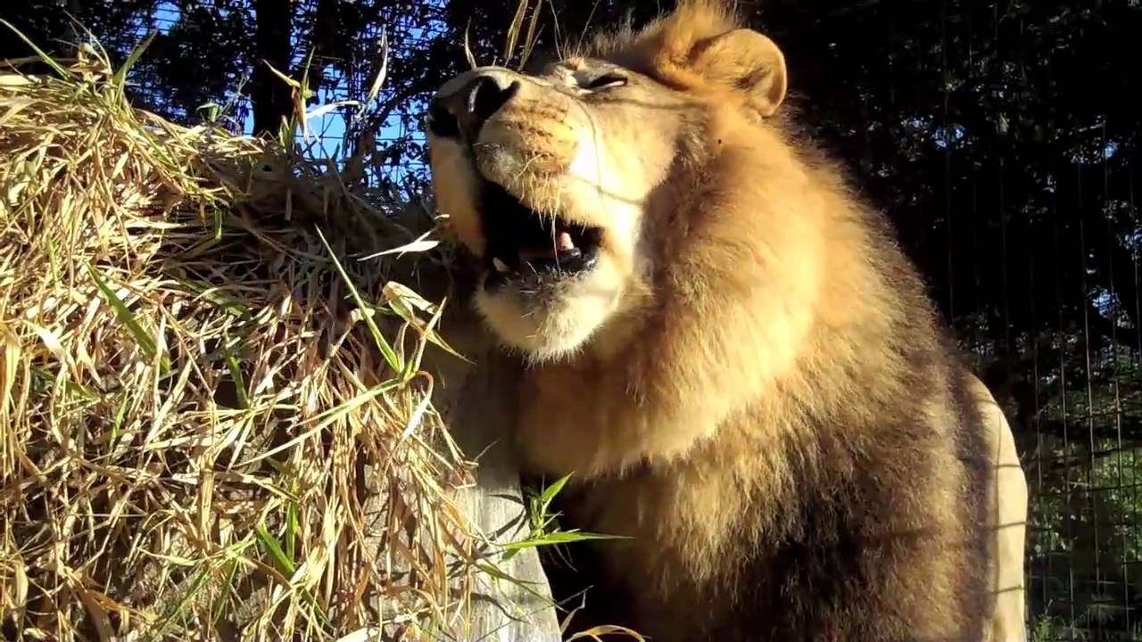 rescue dogs rock nyc Lion loves his den!