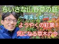 【山野草の庭】ようやく紅葉しましたので手入れ前の年末の様子をレポート🍁⛄️