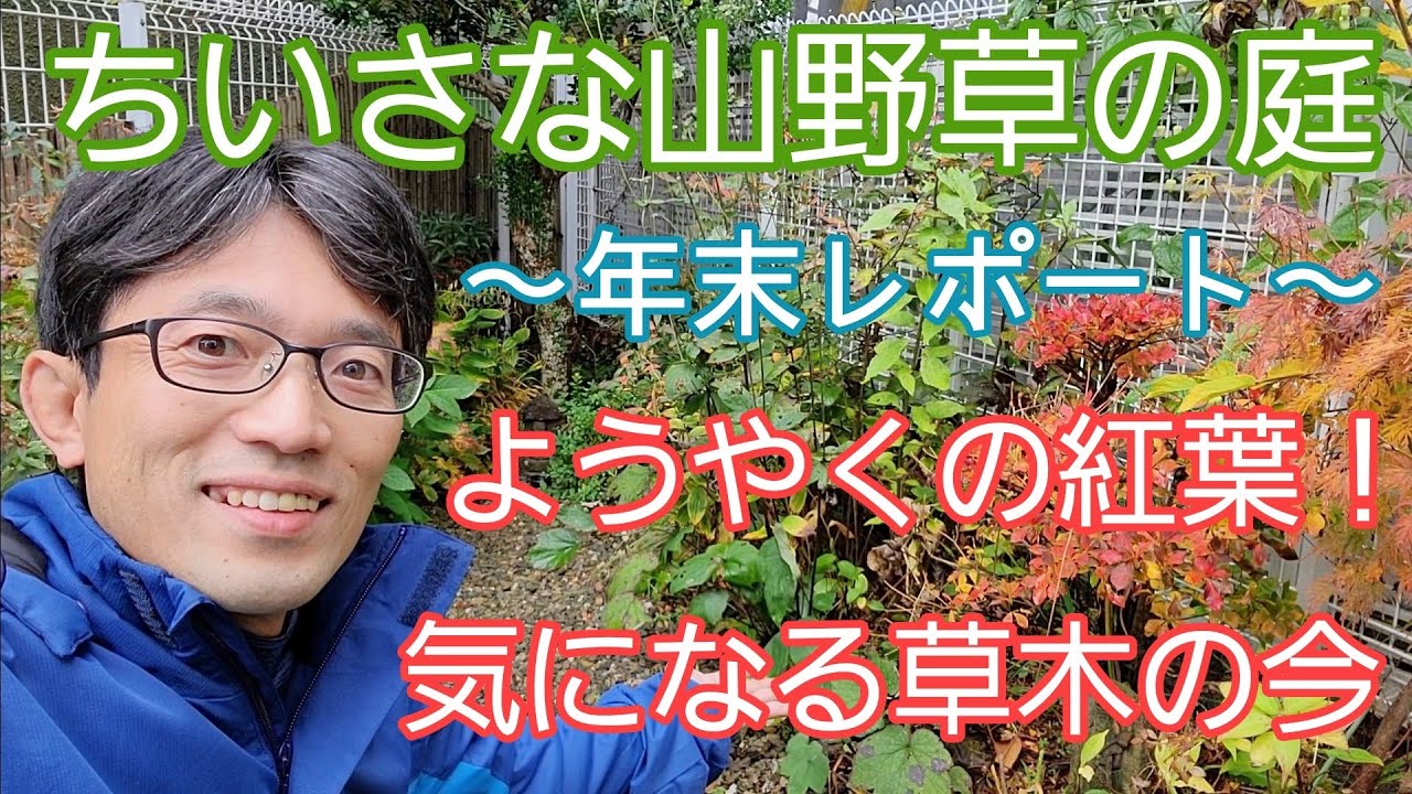 山野草の庭 ようやく紅葉しましたので手入れ前の年末の様子をレポート Youtube