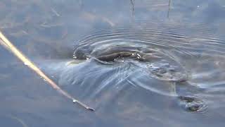 COMMON CARP SPAWNING