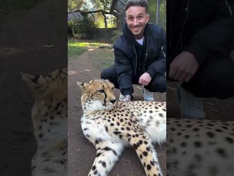 A pussy and a cheetah. (Sound on for maximum effect)