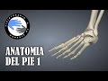Anatomia del pie humano, huesos, funciones y fracturas mas frecuentes