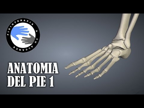 Vídeo: Anatomía, Función Y Diagrama De Los Huesos Del Pie - Mapas Corporales