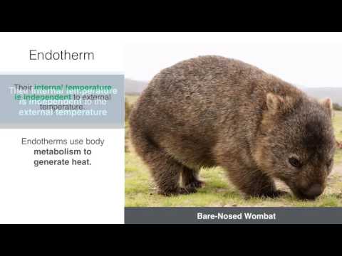 Video: Perbezaan Antara Ectotherm Dan Endotherm