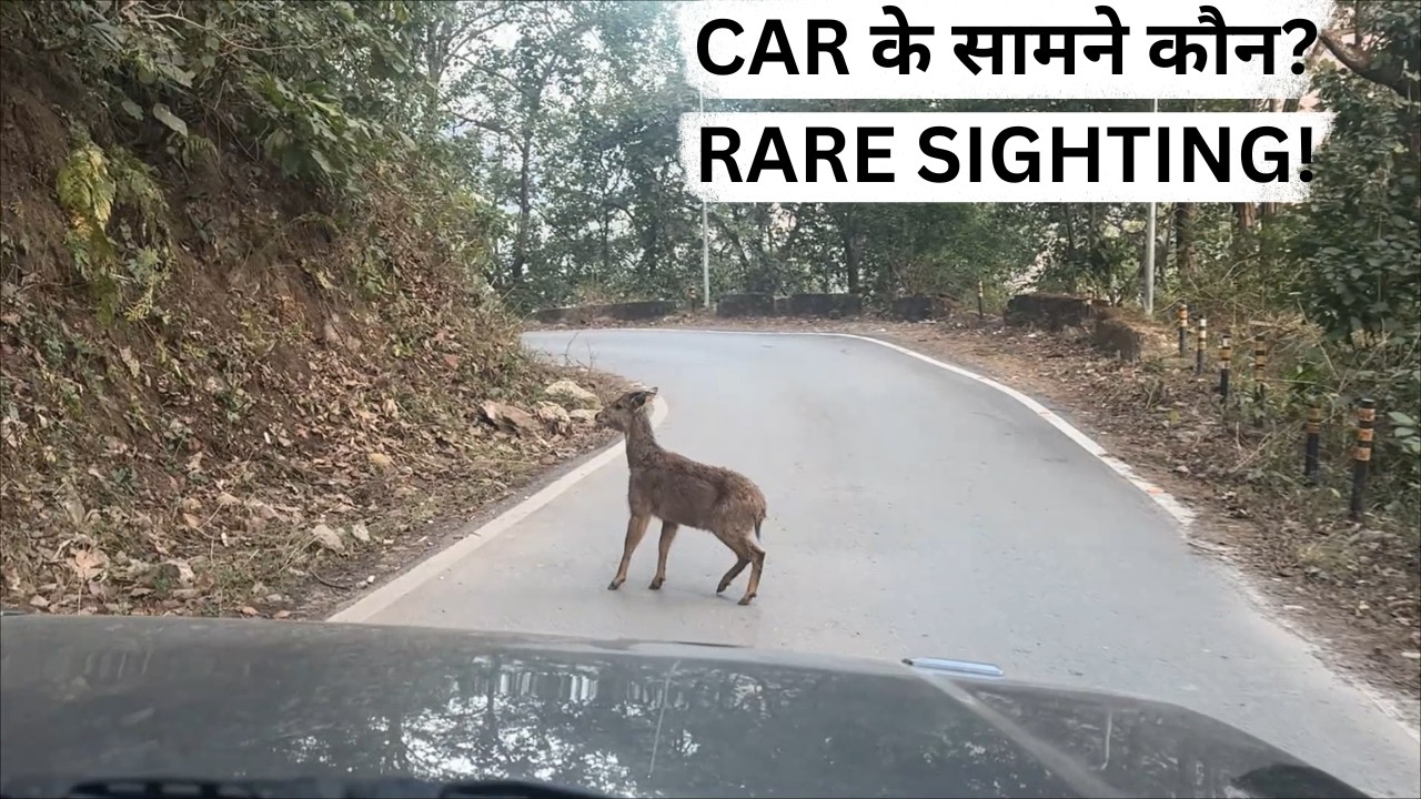 जंगल के बीच गाड़ी रोकी… सामने खड़े थे 2 Ghoral बच्चे!