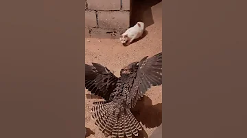 رد فعل انثى الصقر الوكري سبحان الله 