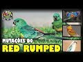 TODAS AS MUTAÇÕES DO RED RUMPED - HD