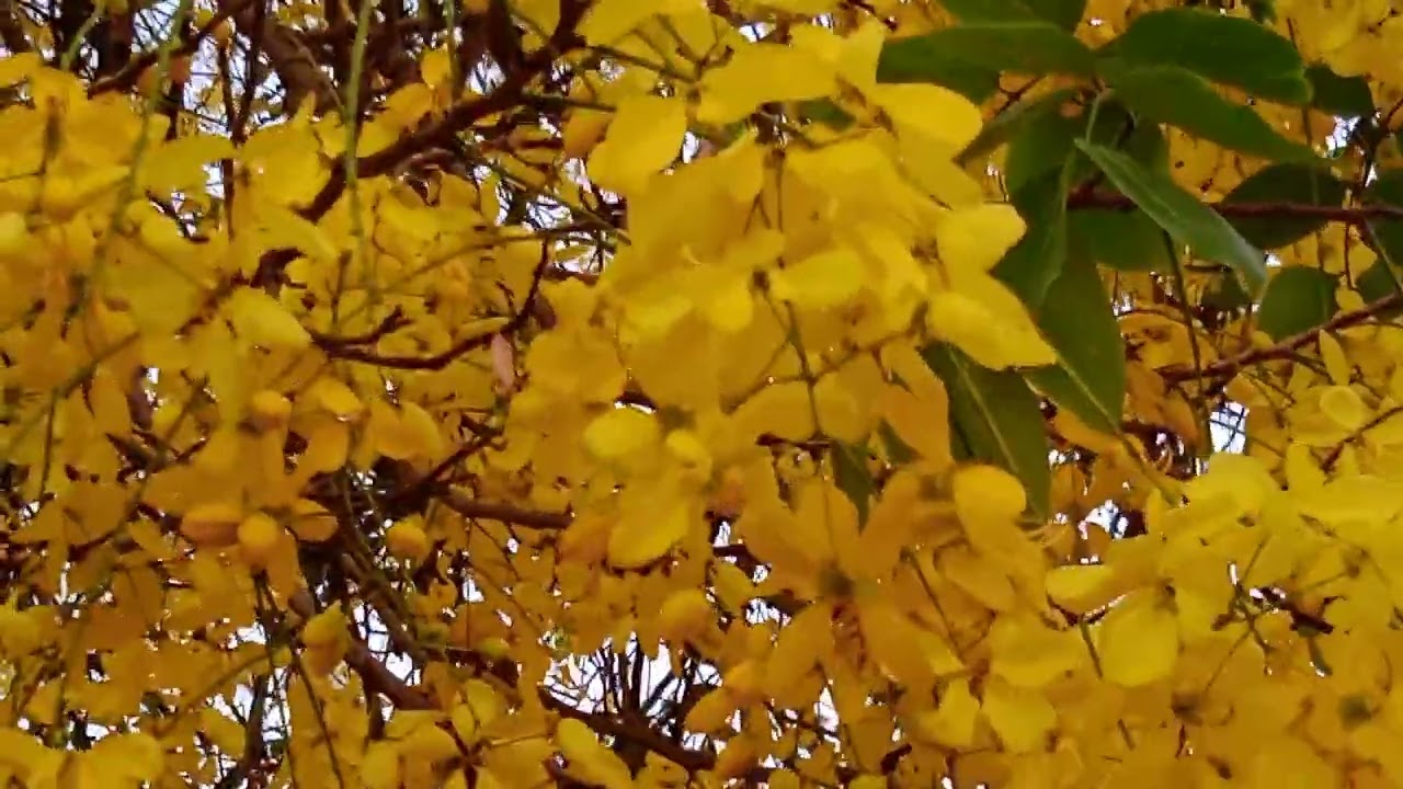 Onam # kerala # beautiful flowers # mind blowing# videography# vishu 