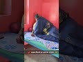 सड़क किनारे घर रहने से यही फायदा होता है #funny #shorts #youtubeshorts #trending #trendingshorts