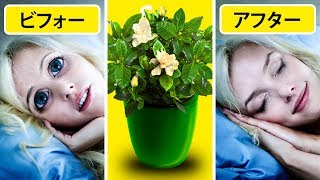ベッドルームに置くことで あなたの睡眠を改善してくれる６つの植物