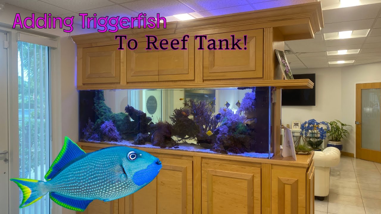 Triggerfish In large Saltwater tank - YouTube