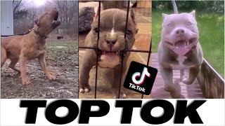 Pitbull Badass And Cute COMPILATION !!! 😍😍😍