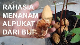 cara menanam alpukat dari biji, agar pendek berbuah lebat