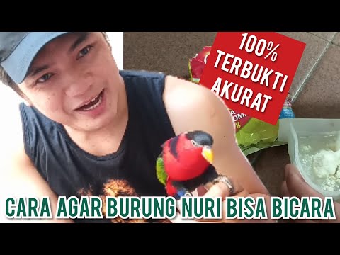 Video: Bagaimana Dengan Cepat Mengajar Burung Nuri Untuk Bercakap Di Rumah?