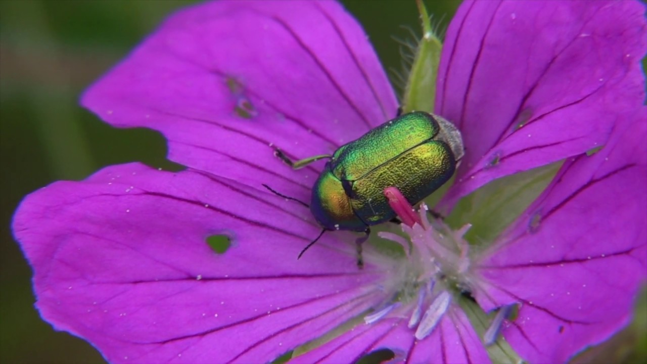 Storchenschnabel U Fleiige Hummelngeraniaceae And Youtube