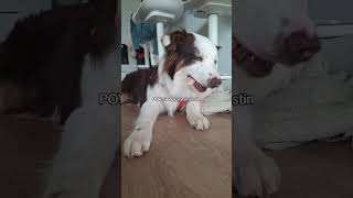 #chien #humour #drôle