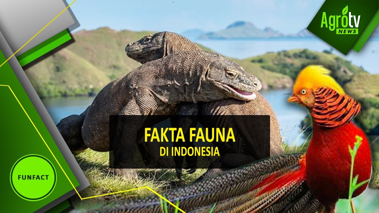FAKTA FAUNA DI INDONESIA 