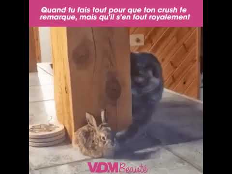 CAT PLAYS PEEKABOO WITH RABBIT | TheRealHamster
