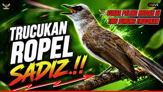 🔴PANCINGAN TERBAIK🔴TRUCUKAN GACOR ROPEL PANJANG - MASTERAN AMPUH TRUCUKAN BAHAN   MACET AUTO GACOR