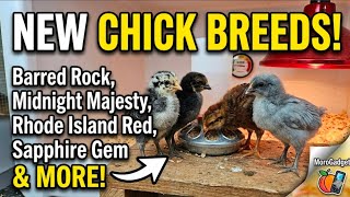 We Bought New Chicks! (Rhode Island Red, Barred Rock, Sapphire Gem) 