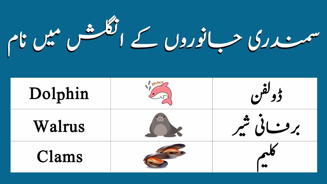 Sea Animals Name With Meanings & Pictures Sea Animals Vocabulary