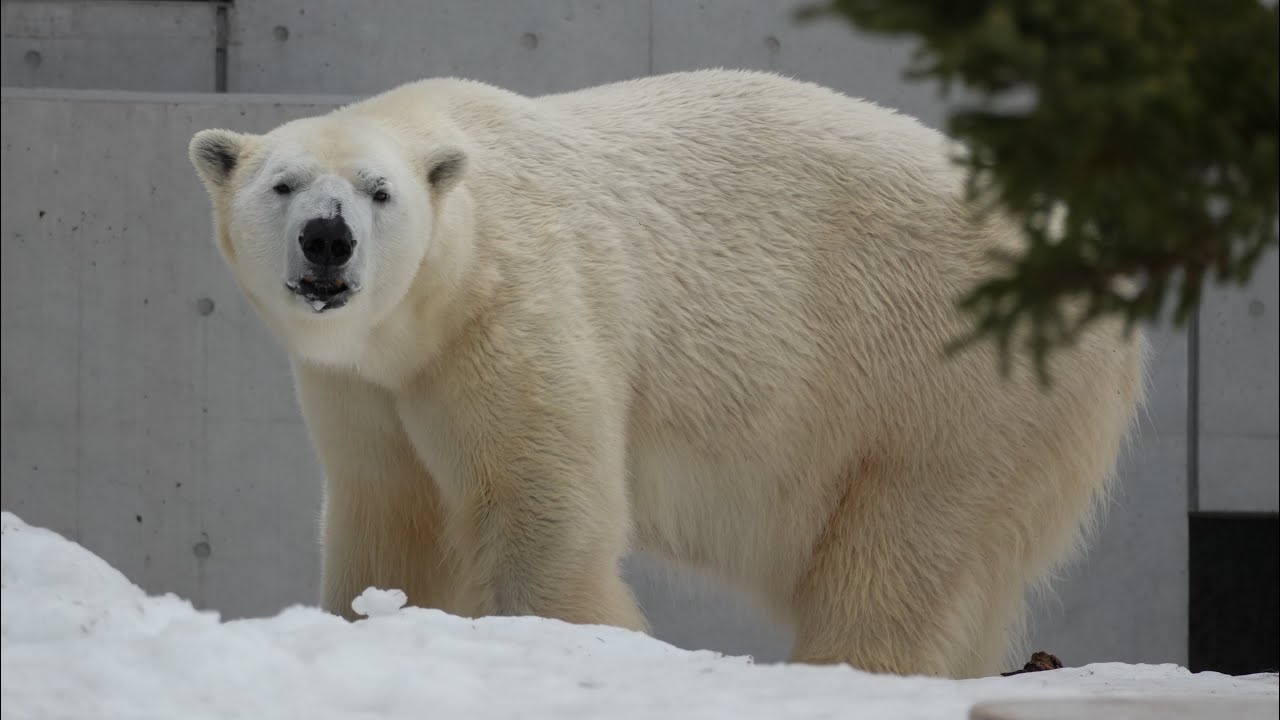 2026 2 28 円山動物園 リラライト