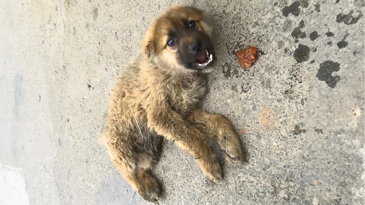 "They beat me so badly...please, just don't hurt me."