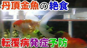 転覆病 Youtube