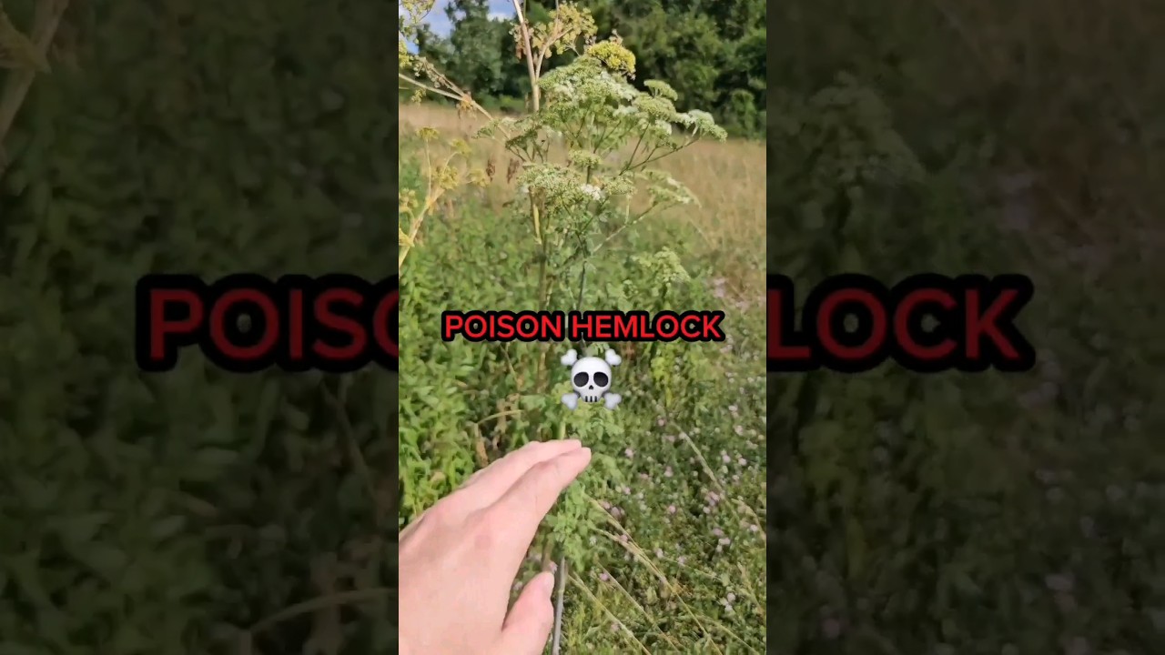 Beware of Poison Hemlock and Water Hemlock when foraging