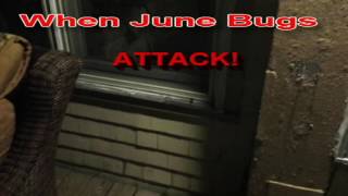 When June Bugs Attack!