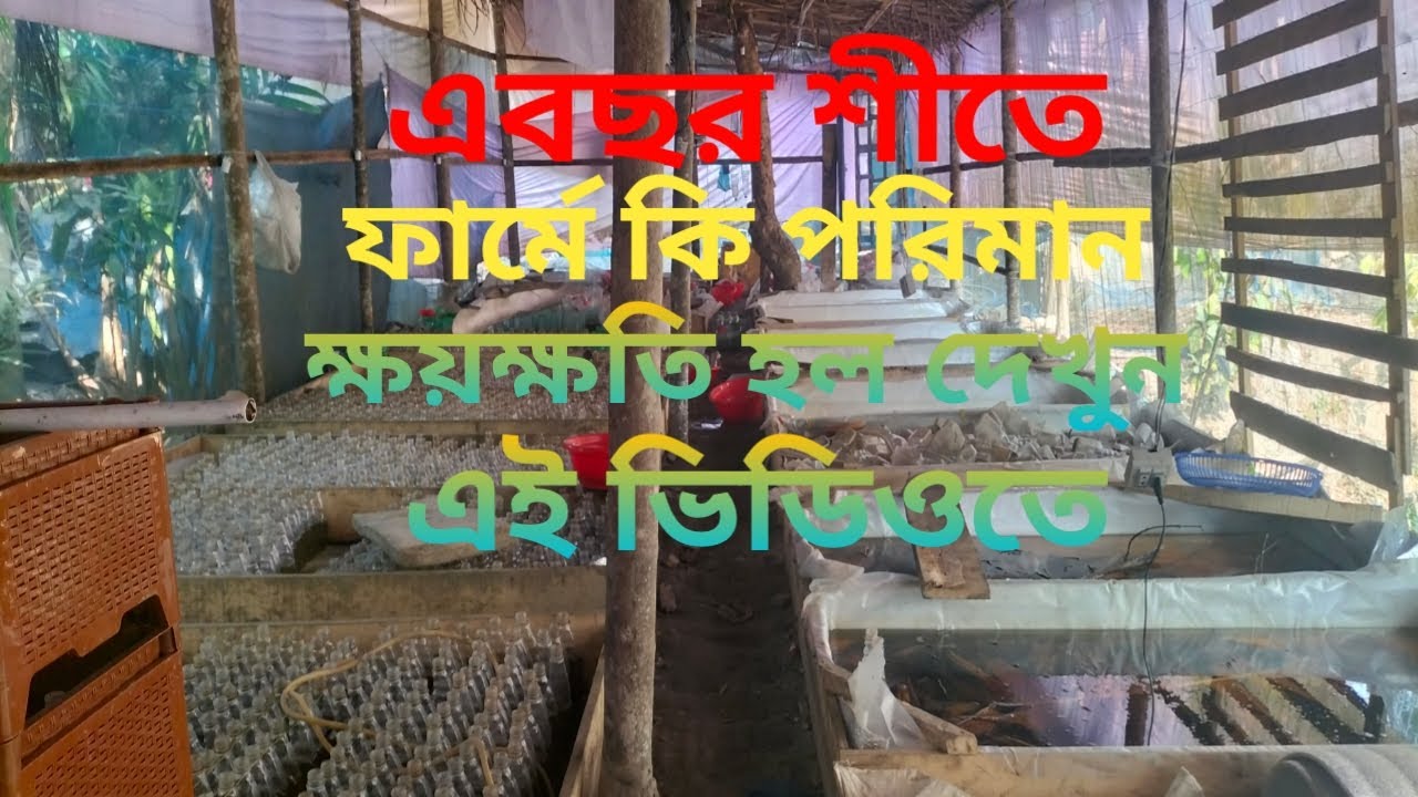 এ বছর শীতে ফার্মে ক্ষয়ক্ষতির পরিমাণ দেখুন এই ভিডিওতে 😭 