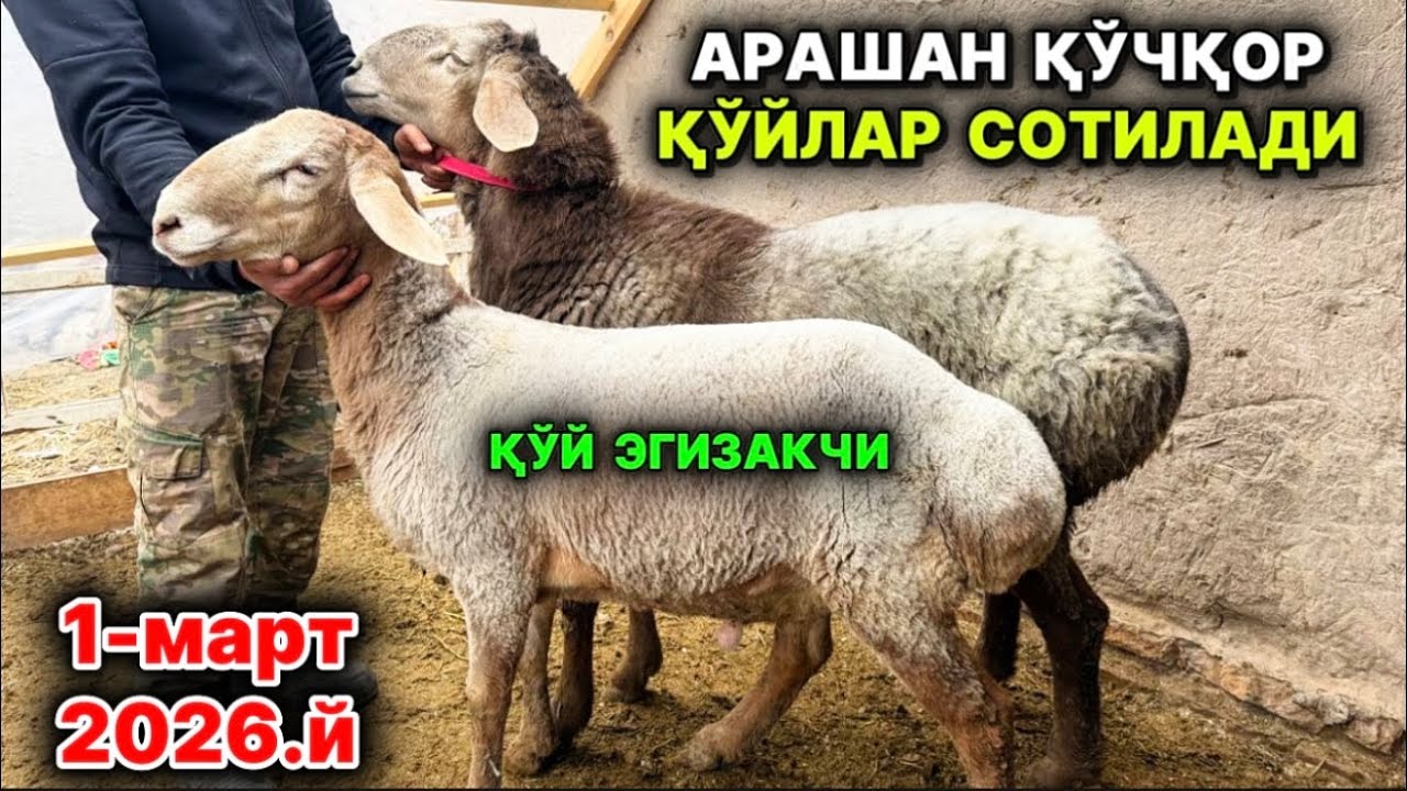 АРАШАН ЗОТЛИ ҚЎЧҚОР ҚЎЙЛАР СОТИЛАДИ Шовот 1-март 2026 г.