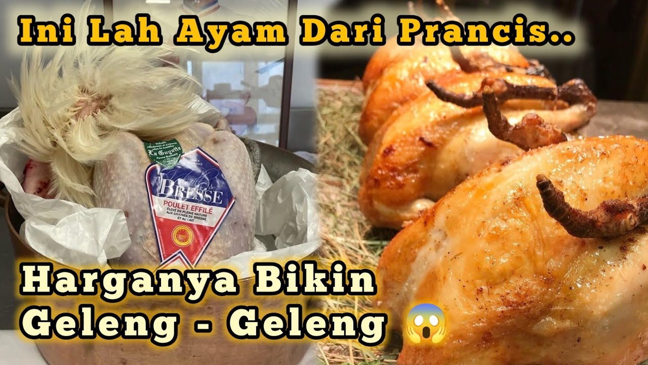 INI DIA AYAM TERMAHAL DI DUNIA $$