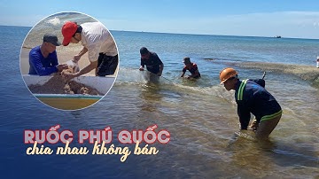 Ruốc đỏ biển Phú Quốc: vớt chục kg trong giây lát, hào hứng chia nhau không bán