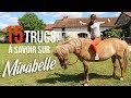  15 trucs  savoir sur mirabelle    