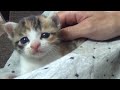 よちよち子猫のミコちゃんはミルクの後に撫でられなんだか嬉しそう。【赤ちゃん猫】【保護猫】