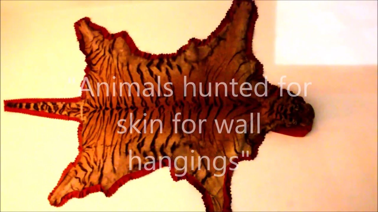 Animals hunted for skin!!! For wall hangings!!! killed preserved