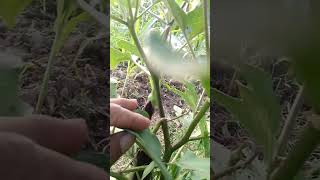 terong ungu yuvita ..45 hst tanpa mulsa, tanpa rempel tunas bawah...
