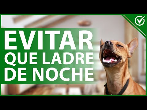 Video: ¿Por qué un cachorro ladra en la noche y cómo detenerlo?